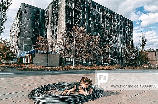 Ein Mischlingshund sonnt sich vor dem Hintergrund eines ausgebrannten mehrstöckigen Gebäudes in Mariupol