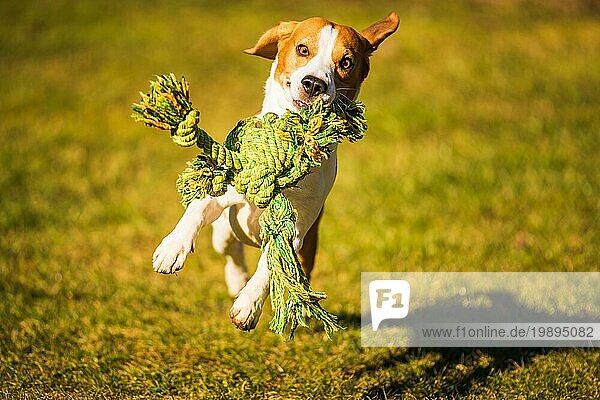 Funny Dog Beagle mit einem Seil Spielzeug auf einer grünen Wiese während sonnigen Tag in Richtung Kamera. Hundehintergrund