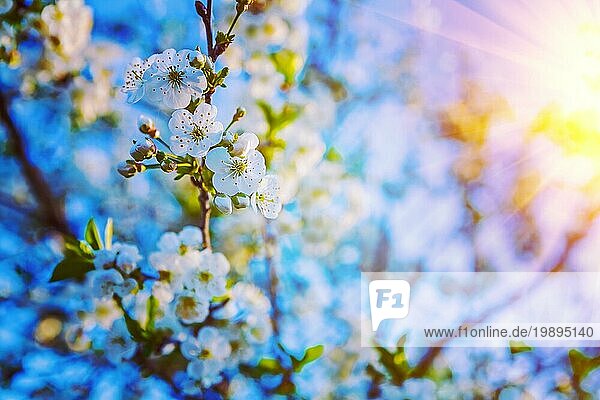 Blumen auf Zweig der cherri Baum blumigen Hintergrund instagram Stil