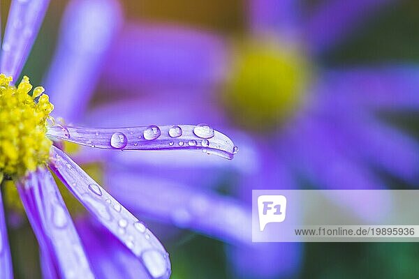 Nahaufnahme einer violetten Blüte mit frischen Wassertropfen