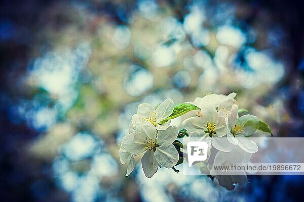Kleiner Zweig eines blühenden Kirschbaums auf unscharfem floralem Hintergrund im Instagram Stil