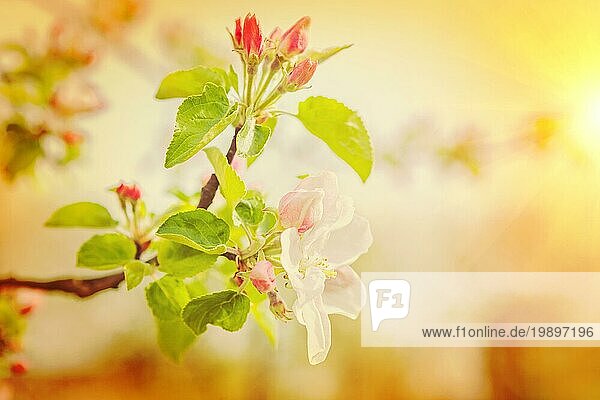 Blühende Zweig der Apfelbaum sehr nah und selektiven Fokus instagram Stil