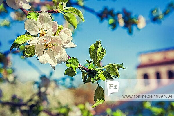 Blüte eines Apfelbaums im Instagram Stil