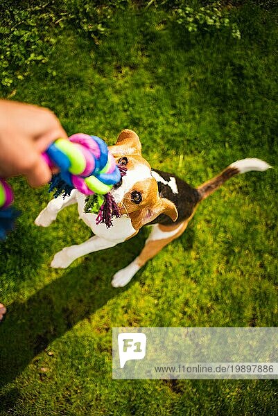 Hund Beagle Pulls Spielzeug und Tauziehen Spiel