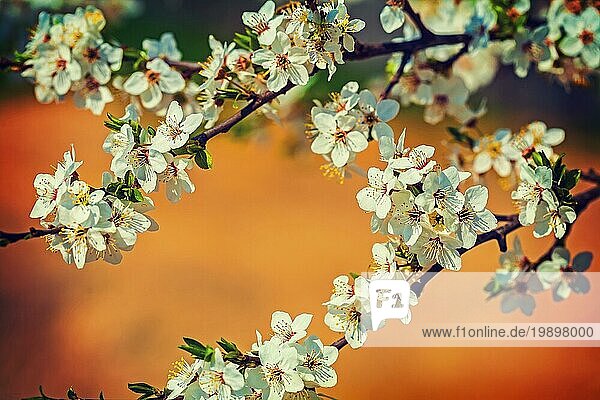 Blüte der Kirsche auf unscharfen farbigen Hintergrund instagram stile