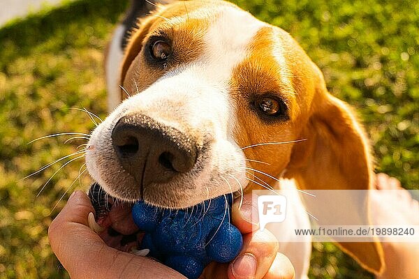 Hund Beagle Pulls Spielzeug und Tauziehen Spiel