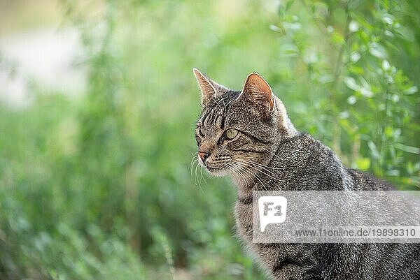 Streunende getigerte Katze im grünen Gras am sonnigen Tag