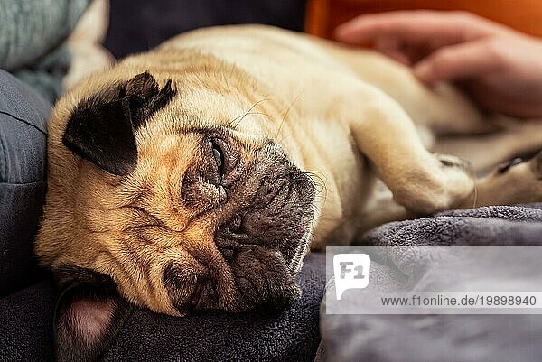 Close up Gesicht von Cute Mops Hund schlafen Ruhe in Sofa  Couch