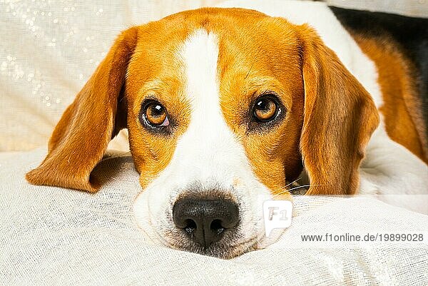 Beagle Hund mit großen Augen nehmen einige Ruhe. Hund ruht seinen Kopf auf Kissen auf Sofa Porträt. Hintergrund drinnen