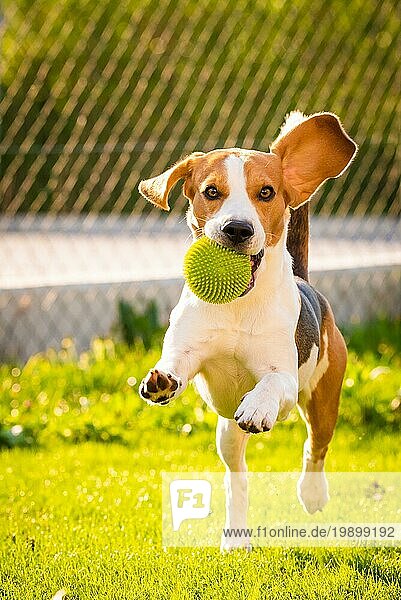 Beagle Hund Spaß im Garten im Freien laufen und springen mit Ball in Richtung Kamera. Sonniger Tag im Garten. Vertikales Bild