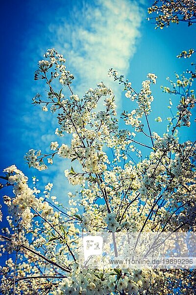 Blüte des Kirschbaums im Instagram Stil