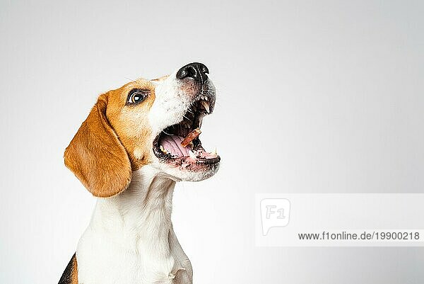 Hund Kopfsprung isoliert gegen weißen Hintergrund. Beagle Hund fängt ein Leckerli in der Luft