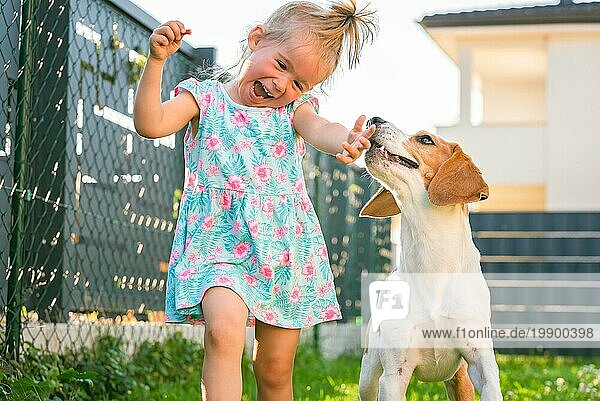 Baby Mädchen läuft mit Beagle Hund im Hinterhof im Sommer Tag. Haustier mit Kindern Konzept. Hund jagt 23 Jahre alt  läuft nach Leckerbissen