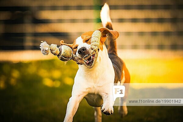 Fröhlicher Beagle Hund im Garten läuft und hüpft lustig mit dem Spielzeug in Richtung Kamera. Haustiere im Garten