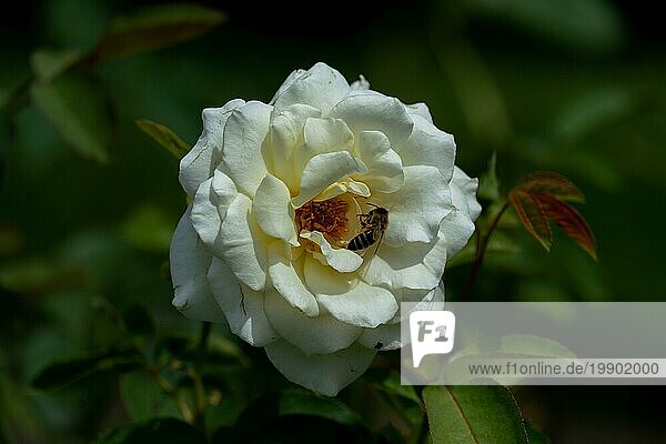 Bunte Nahaufnahme eines einzelnen weißen über Mala Rose Blume Kopf mit Bokeh Hintergrund und detaillierte Blütenblätter