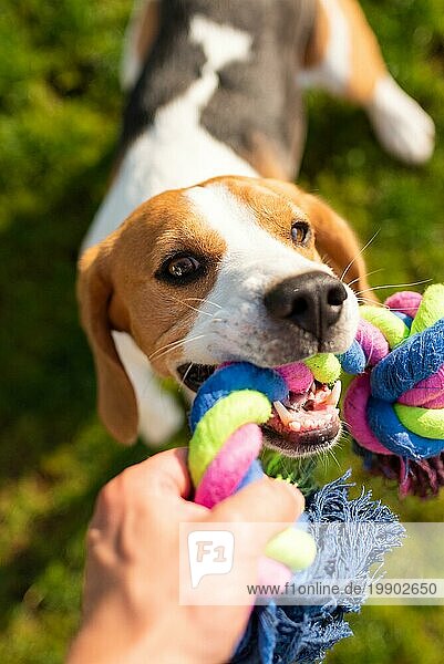 Hund Beagle Pulls Spielzeug und Tauziehen Spiel. Hund themed Hintergrund