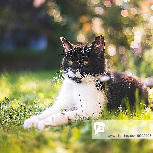 Süße schwarze weiße Katze liegt im Gras  im Freien. Bunte verschwommenen Hintergrund