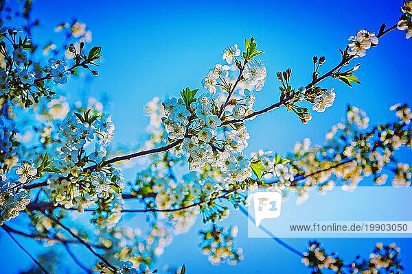 Blüte des Kirschbaums im Instagram Stil