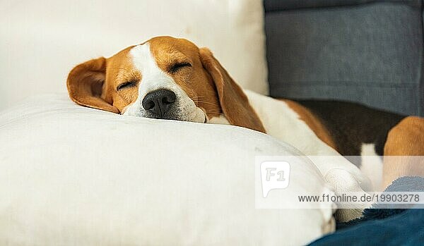 Beagle Hund müde schläft auf einem gemütlichen Sofa in lustige Position. Hund Hintergrund Thema