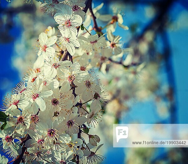 Nahaufnahme Blick auf die Blüte des Kirschbaums instagram Stil