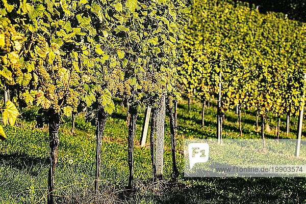 Reihen von Weinreben Weinreben. Herbst Landschaft. Österreich Südsteiermark  Abstrakter Hintergrund der Herbst Weinberge Reihen
