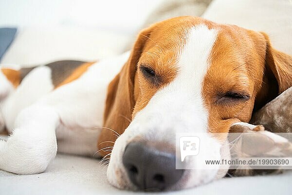 Hund schläft müde auf einer Couch. Lustige Pose  Blick in die Kamera. Beagle auf Sofa