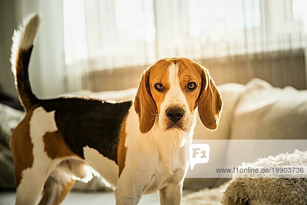 Reinrassiger Beagle Hund stehend auf Sofa im Wohnzimmer drinnen