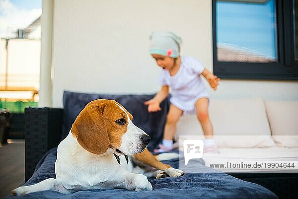 Beagle Hund und Baby Mädchen haben Spaß Hund ruht auf einem Gartensofa. Baby geht im Hintergrund. Conceptual Hund mit Baby in haushold