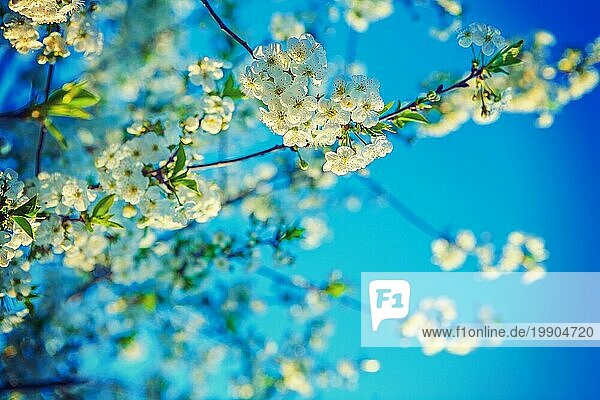 Blüte der Kirsche auf dem Hintergrund der schönen blaün Himmel instagram Stil