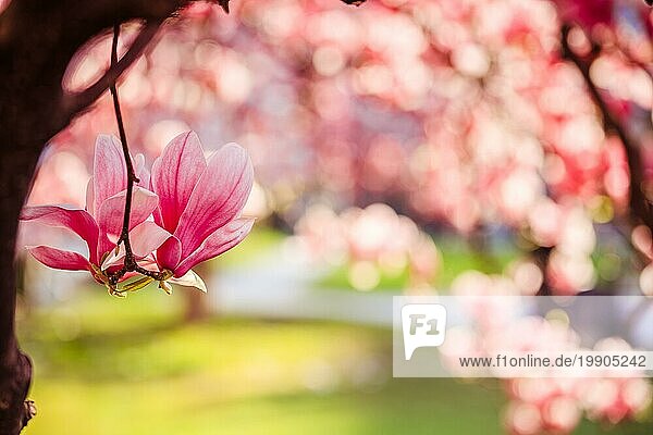 Blühender Magnolienbaum im Frühling  schöne rosa Blüten