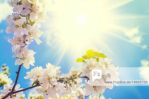 Blühender Zweig eines Apfelbaums mit Sonne am Himmel