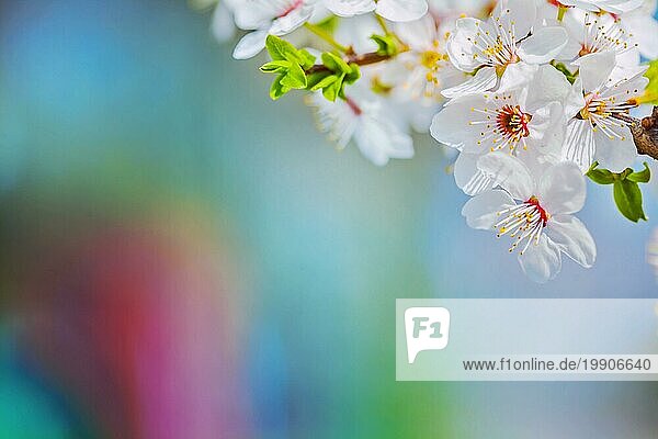 Close up Blick auf Zweig der blühenden Kirschbaum auf sehr unscharfen Hintergrund mit copyspace instagram Stil