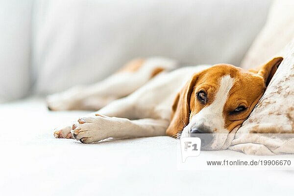 Beagle Hund müde schläft auf einem gemütlichen Sofa  Couch  Decke Hund themed Hintergrund