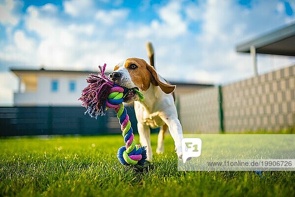 Beagle Hund Spaß im Garten im Freien laufen und springen mit Ball in Richtung Kamera. Hund Hintergrund