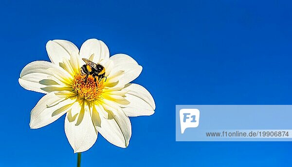 Hummel mit gelben Pollen bedeckt  die Nektar von einer weißen Blume vor tiefblauem Himmel sammelt. Wichtig für die ökologische Nachhaltigkeit der Umwelt. Raum kopieren