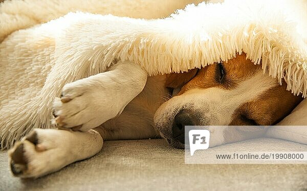Beagle Hund müde schläft auf einem gemütlichen Sofa  Couch  unter flauschigen Decke. Hund zu Hause Konzept