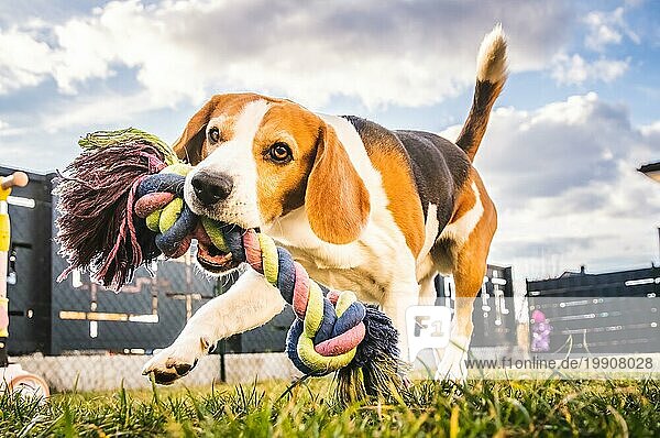 Hund laufen  Beagle springen Spaß im Garten Sommersonne mit einem Spielzeug abholen. Hund Zug und Spaß Thema
