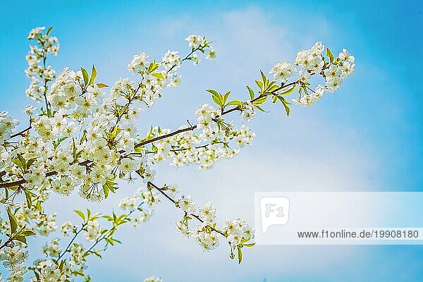 Blick auf Zweig der Kirschbaum in der Blüte mit Himmel Hintergrund instagram Stil