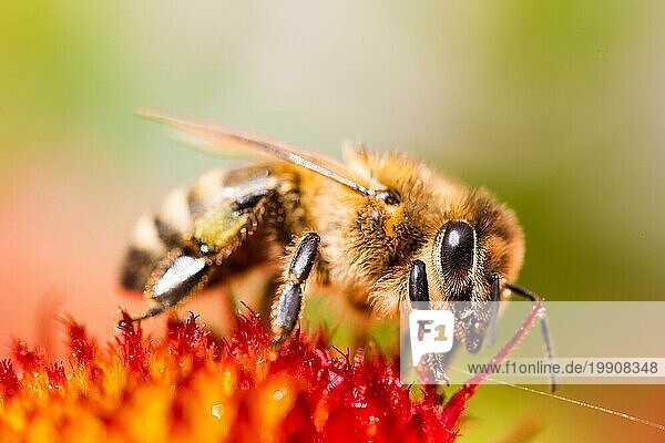 Nahaufnahme einer Honigbiene  die Pollen von einer roten Blume sammelt. Biene ein die grüne Unschärfe Hintergrund