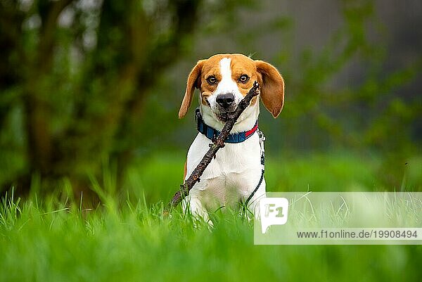 Hund Beagle läuft und springt mit Stock durch grünes Gras Feld in einem Frühling Hund themed Hintergrund