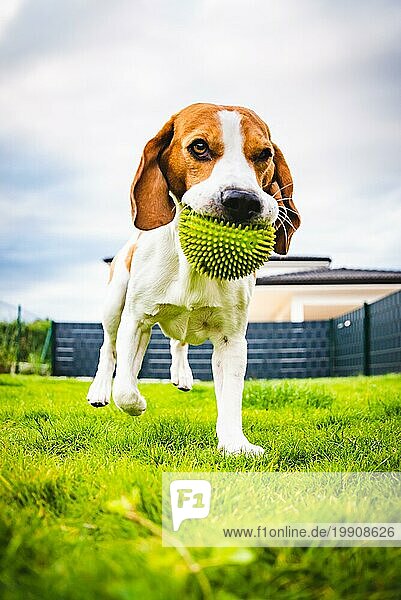 Hund Beagle mit einem Ball im Hinterhof läuft in Richtung Kamera