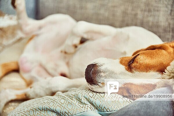 Hund auf einem Sofa in lustiger Pose. Beagle müde schlafen auf Couch