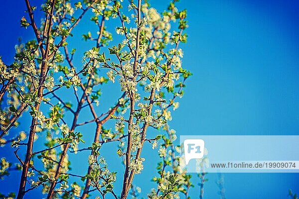 Kirschbaum Blumen instagram stile