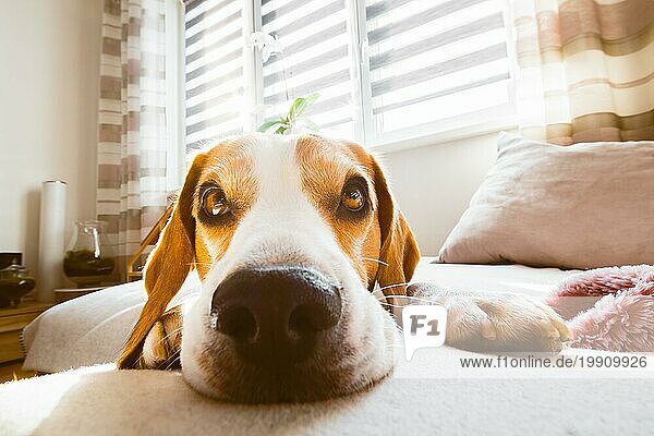 Beagle Hund liegt auf einem gemütlichen Sofa im sonnigen Wohnzimmer. Adorable Hund Hintergrund