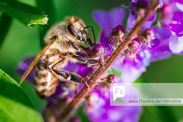 Honigbiene sammelt Pollen an einer violetten Blüte. Biene über die grüne Unschärfe Hintergrund