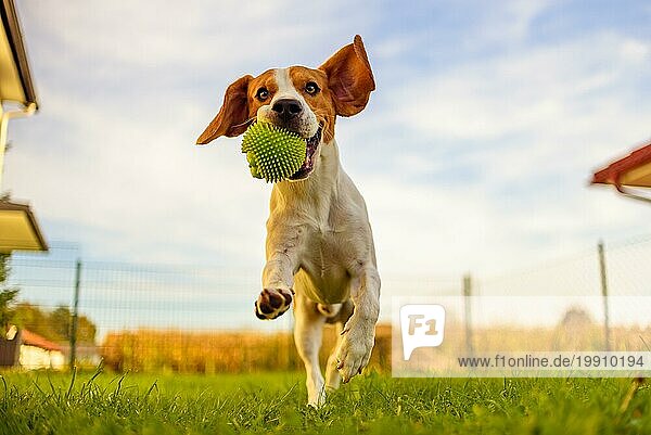 Beagle Hund Spaß im Garten im Freien laufen und springen mit Ball in Richtung Kamera