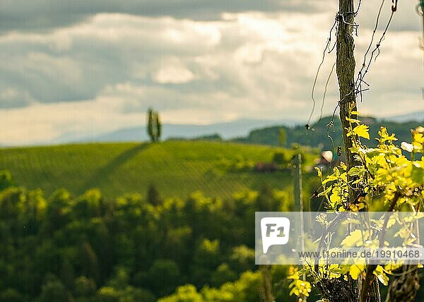 Weinreben  die für die Weinherstellung angebaut werden. Frühling in den österreichischen Weinbergen. Südsteiermark touristischen Ort  Weinland Orte zu sehen. Blured Hintergrund selektiven Fokus