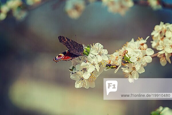 Schmetterling auf Blume des blühenden Kirschbaums instagram stile