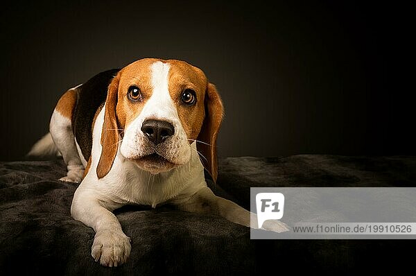 Irritierter Beagle Hund auf dem Bett bellt und verlangt ein Leckerli  um für ein Foto zu posieren. Studioaufnahme auf schwarzem Hintergrund mit Platz für Text auf der rechten Seite