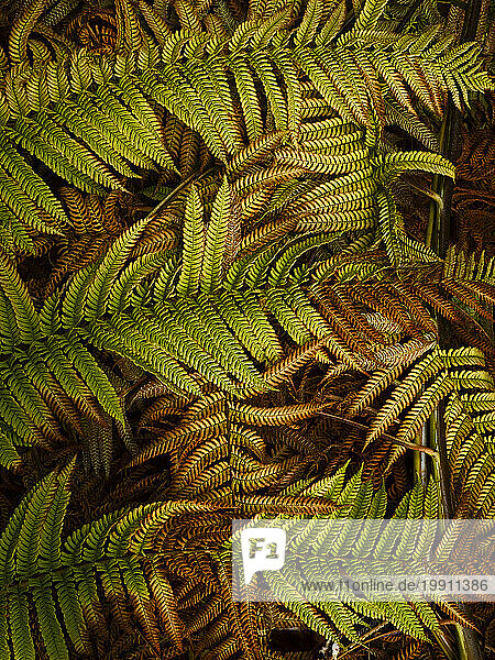 Green leaves of tree ferns